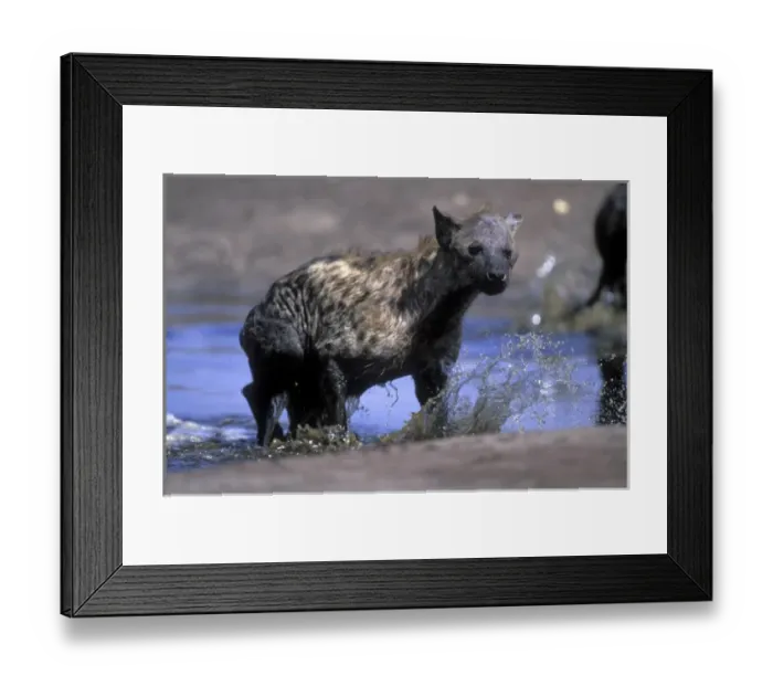 Framed Print : Botswana, Chobe National Park, Spotted Hyena (Crocuta crocuta) at water hole in Savuti