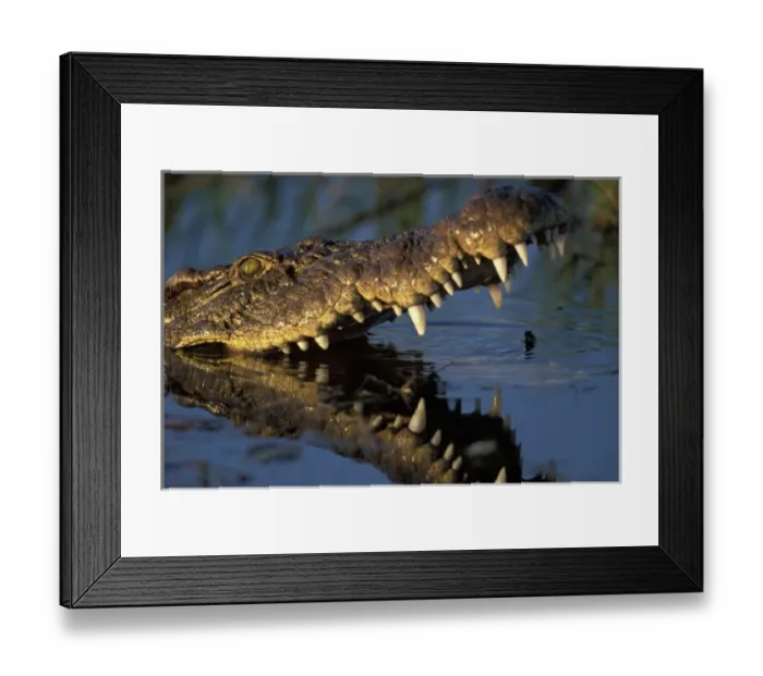 Framed Print : Africa, Botswana, Moremi Game Reserve, Nile Crocodile (Crocodylus niloticus) bares