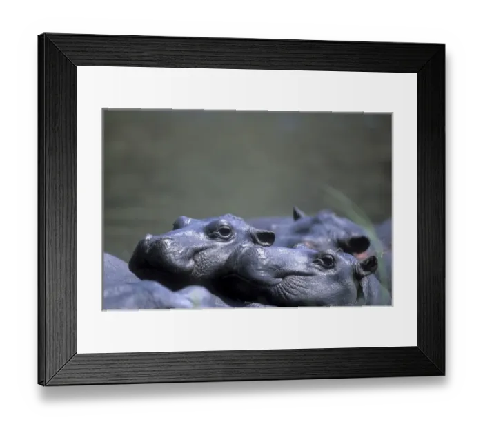 Framed Print : Botswana, Moremi Game Reserve, Hippopotamus group (Hippopotamus amphibius) resting