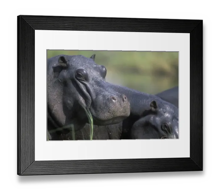 Framed Print : Botswana, Moremi Game Reserve, Hippopotamus (Hippopotamus amphibius) resting in sun