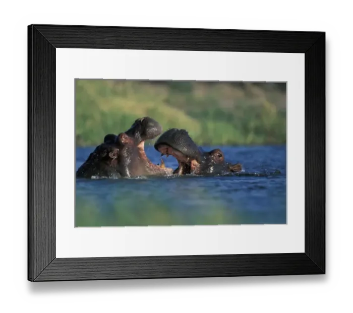 Framed Print : Botswana, Moremi Game Reserve, Hippopotami (Hippopotamus amphibius) fight by Khwai River