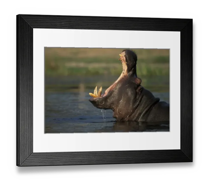 Framed Print : Botswana, Moremi Game Reserve, Hippopotamus (Hippopotamus amphibius) yawning threat Framed Print : Botswana, Moremi Game Reserve, Hippopotamus (Hippopotamus amphibius) yawning threat