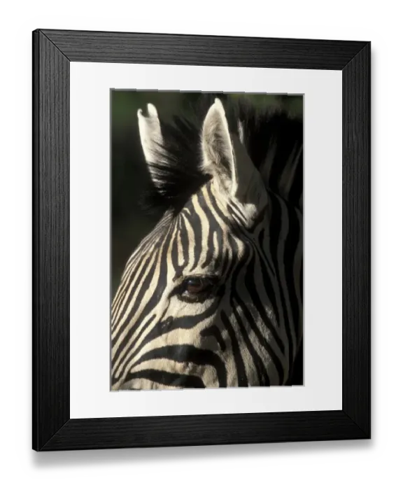 Framed Print : Africa, Botswana Framed Print : Africa, Botswana