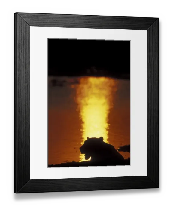 Framed Print : Africa, Botswana, Moremi Game Reserve, Lioness (Panthera leo) silhouetted by setting Framed Print : Africa, Botswana, Moremi Game Reserve, Lioness (Panthera leo) silhouetted by setting