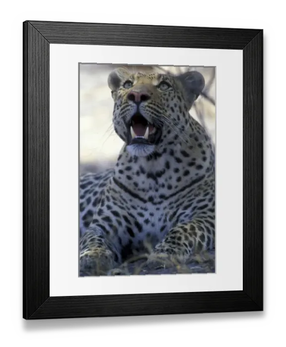 Framed Print : Botswana, Moremi Game Reserve, Adult Male Leopard (Panthera pardus) rests in shade