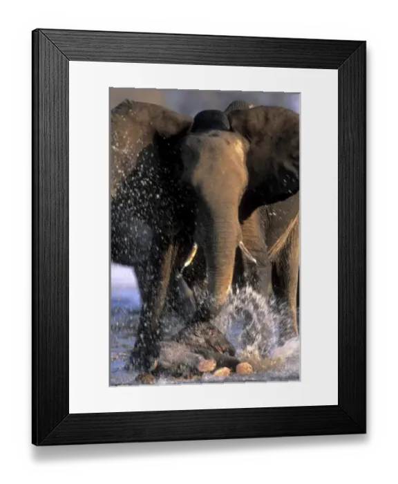 Framed Print : Botswana, Moremi Game Reserve, Young Elephant calf falls at mothers feet (Loxodonta