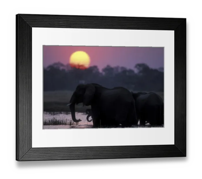Framed Print : Botswana, Moremi Game Reserve, Elephant herd (Loxodonta africana) drinking in pool Framed Print : Botswana, Moremi Game Reserve, Elephant herd (Loxodonta africana) drinking in pool