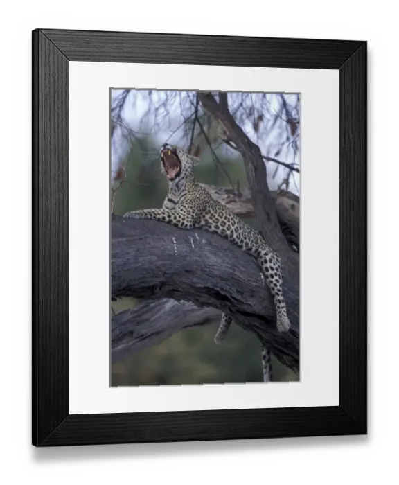 Framed Print : Botswana, Moremi Game Reserve, Adult Female Leopard (Panthera pardus) yawns while Framed Print : Botswana, Moremi Game Reserve, Adult Female Leopard (Panthera pardus) yawns while