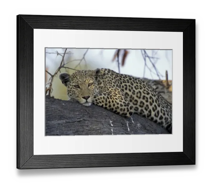 Framed Print : Africa, Botswana Framed Print : Africa, Botswana