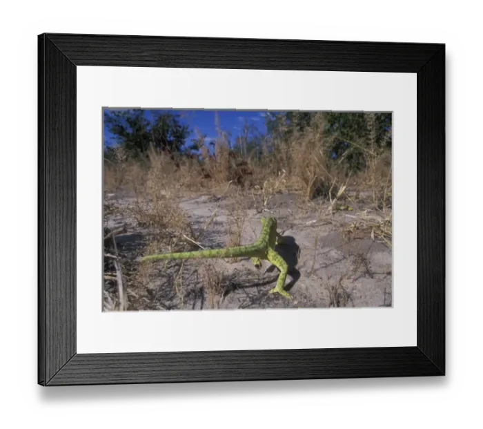 Framed Print : Africa, Botswana, Chobe National Park, Flap-necked Chameleon (Chamaeleo dilepis)