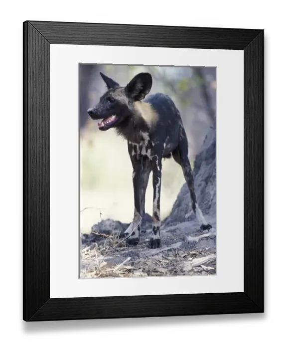 Framed Print : Botswana, Moremi Game Reserve, African Wild Dogs (Lycaon pictus) rest during heat