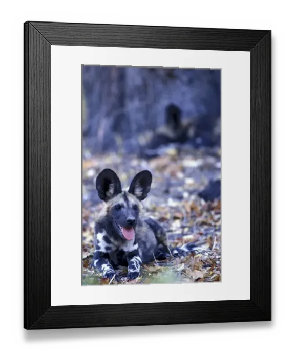 Framed Print : Botswana, Moremi Game Reserve, African Wild Dog pack (Lycaon pictus) rests in shade Framed Print : Botswana, Moremi Game Reserve, African Wild Dog pack (Lycaon pictus) rests in shade
