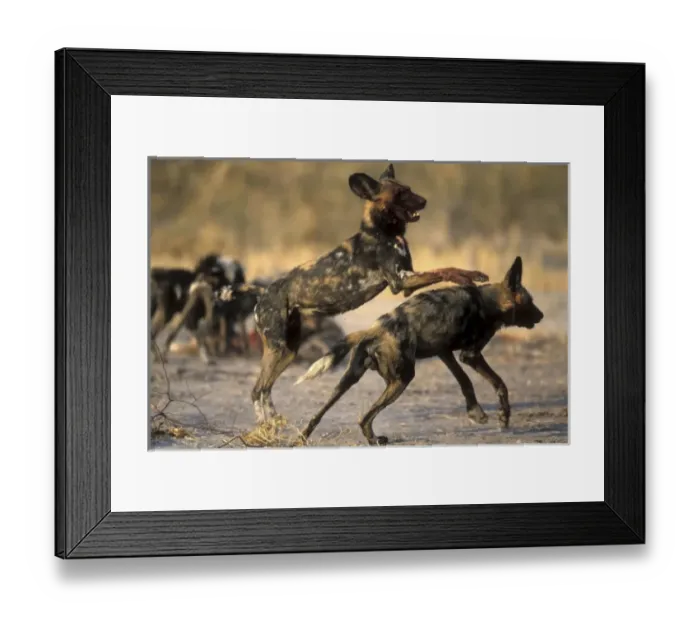Framed Print : Africa, Botswana Framed Print : Africa, Botswana