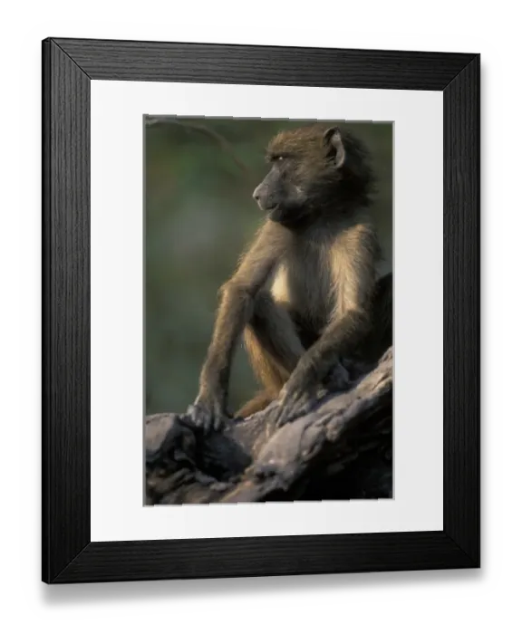 Framed Print : Africa, Botswana, Chobe National Park, Chacma Baboon (Papio ursinus) sits in tree Framed Print : Africa, Botswana, Chobe National Park, Chacma Baboon (Papio ursinus) sits in tree