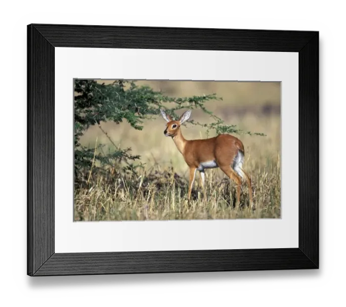 Framed Print : Africa, Botswana Framed Print : Africa, Botswana