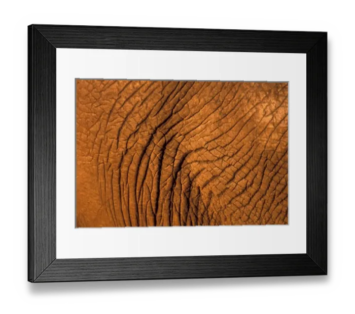 Framed Print : Botswana, Chobe National Park, Detail of Elephants hide (Loxodonta africana) Framed Print : Botswana, Chobe National Park, Detail of Elephants hide (Loxodonta africana)