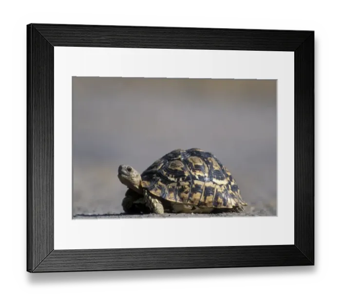 Framed Print : Africa, Botswana