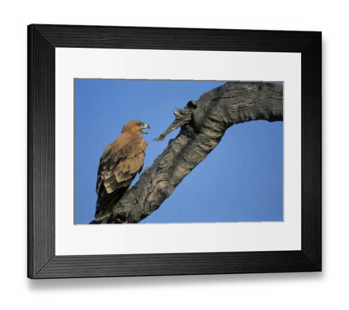 Framed Print : Botswana, Chobe National Park, Tawny Eagle (Aquila rapax) lands in tree branch above Framed Print : Botswana, Chobe National Park, Tawny Eagle (Aquila rapax) lands in tree branch above