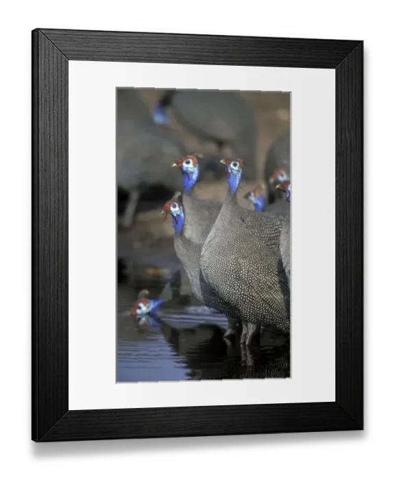 Framed Print : Botswana, Chobe National Park, Flock of Helmeted Guineafowl (Numida meleagris) reflected