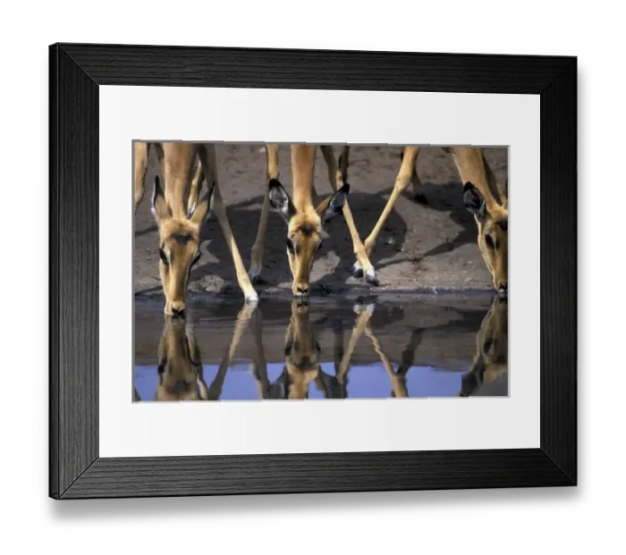Framed Print : Botswana, Chobe National Park, Impala herd (Aepyceros melampus) drinking from water Framed Print : Botswana, Chobe National Park, Impala herd (Aepyceros melampus) drinking from water