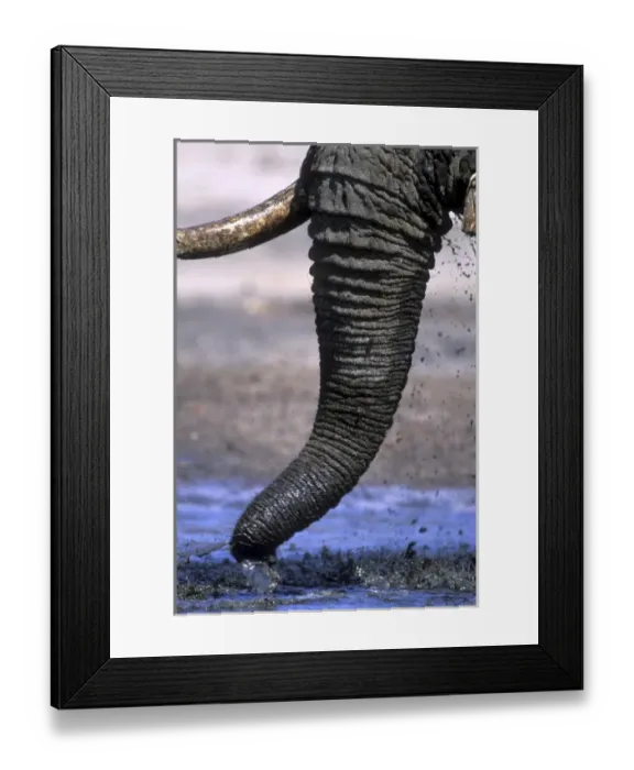 Framed Print : Botswana, Chobe National Park, Detail of Elephants trunk (Loxodonta africana) Framed Print : Botswana, Chobe National Park, Detail of Elephants trunk (Loxodonta africana)