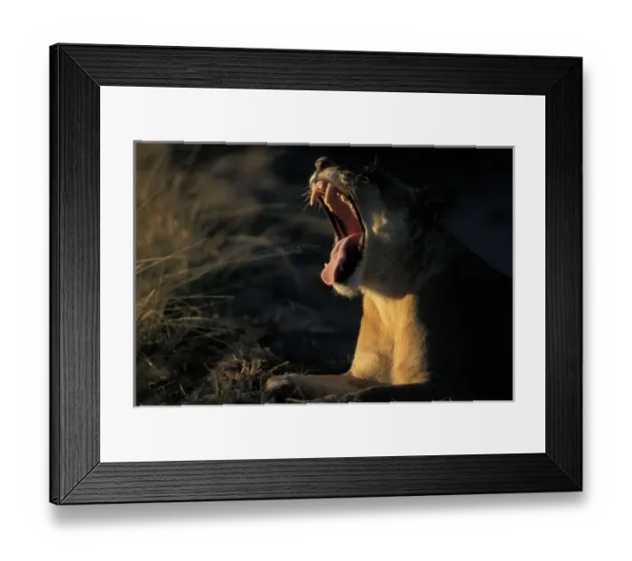 Framed Print : Africa, Botswana Framed Print : Africa, Botswana