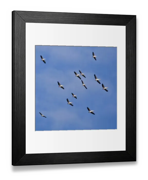 Framed Print : Africa. Kenya. White Pelicans soaring in thermals at Lake Nakuru Framed Print : Africa. Kenya. White Pelicans soaring in thermals at Lake Nakuru