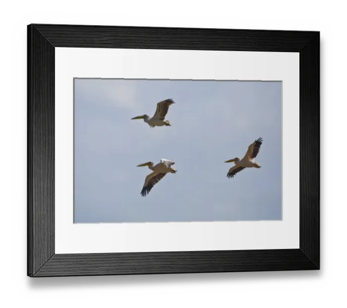 Framed Print : Africa. Kenya. White Pelicans in flight at Lake Nakuru