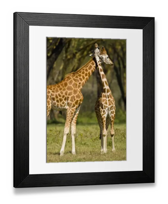 Framed Print : Africa, Kenya