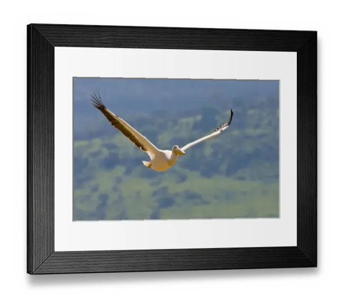 Framed Print : Africa. Kenya. White Pelican in flight at Lake Nakuru