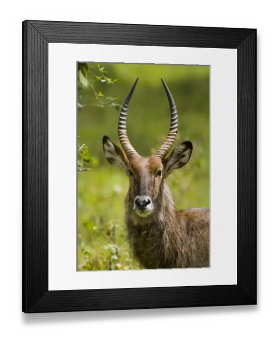 Framed Print : Africa, Kenya Framed Print : Africa, Kenya