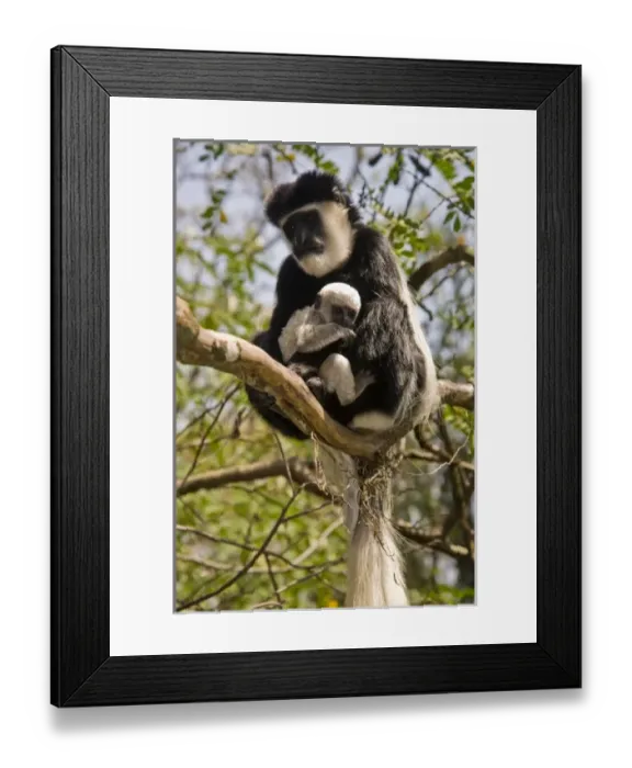 Framed Print : Africa, Kenya