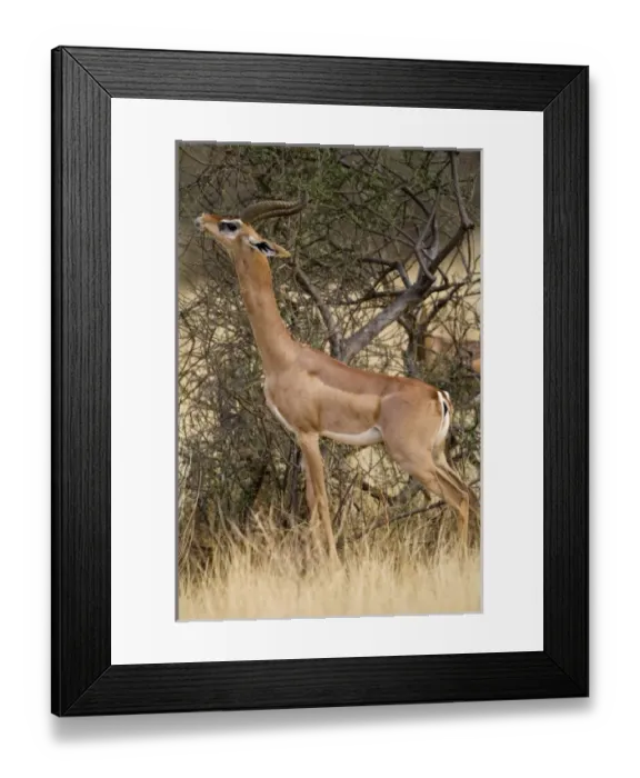 Framed Print : Africa, Kenya