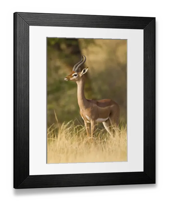 Framed Print : Africa, Kenya Framed Print : Africa, Kenya