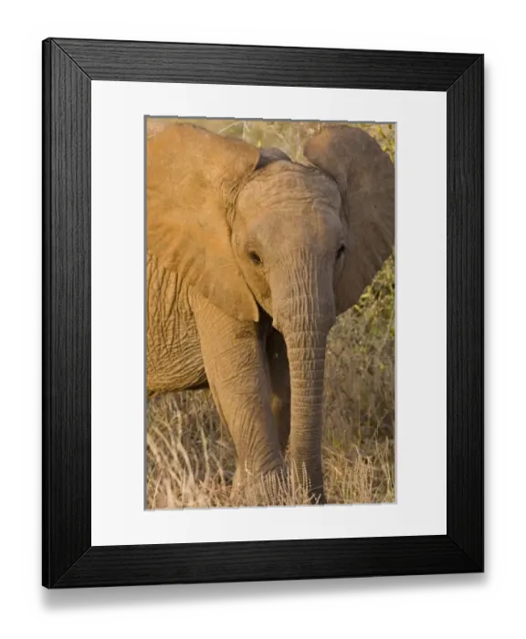Framed Print : Africa, Kenya Framed Print : Africa, Kenya