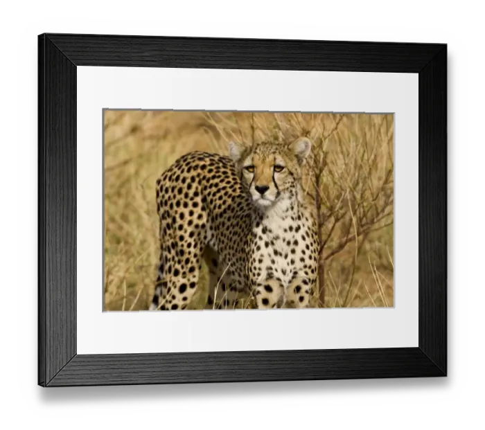 Framed Print : Africa, Kenya Framed Print : Africa, Kenya
