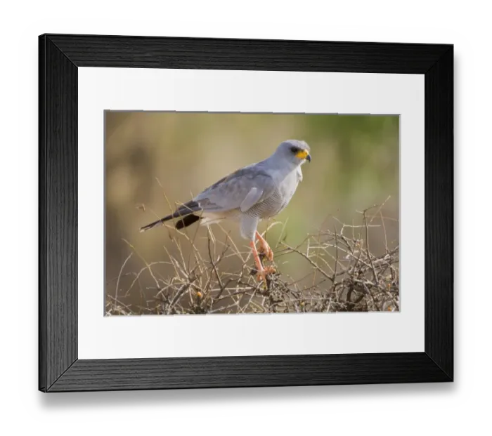 Framed Print : Africa, Kenya Framed Print : Africa, Kenya