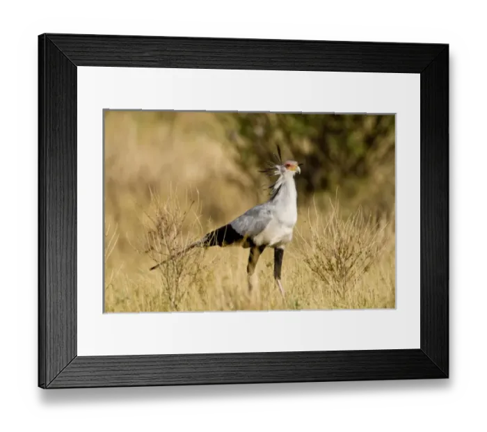 Framed Print : Africa, Kenya Framed Print : Africa, Kenya