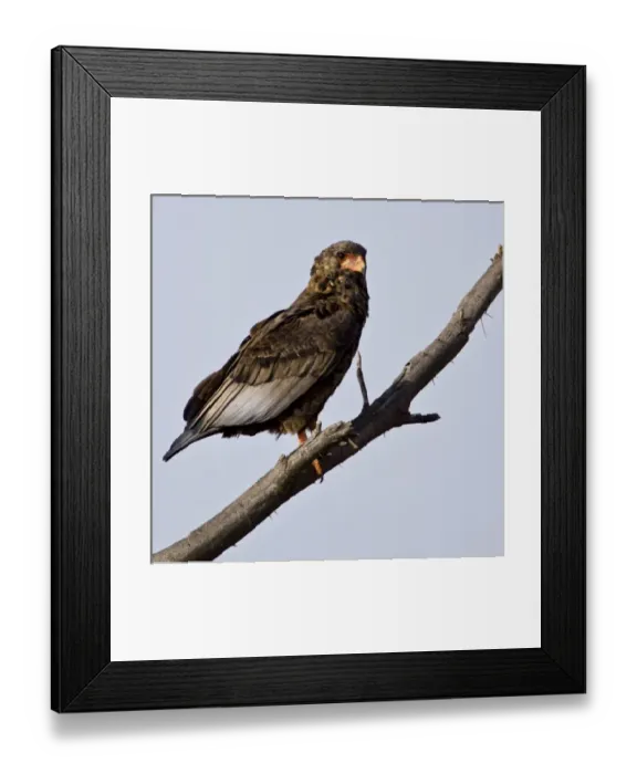 Framed Print : Africa. Kenya. Juvenile Bateleur Eagle at Samburu NP Framed Print : Africa. Kenya. Juvenile Bateleur Eagle at Samburu NP