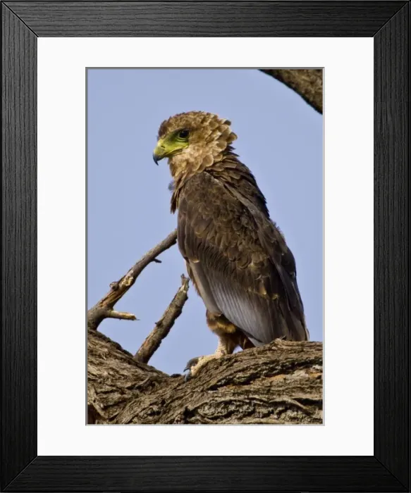 Framed Print : Africa. Kenya. Juvenile Bateleur Eagle at Samburu NP Framed Print : Africa. Kenya. Juvenile Bateleur Eagle at Samburu NP