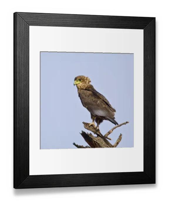 Framed Print : Africa. Kenya. Juvenile Bateleur Eagle at Samburu NP Framed Print : Africa. Kenya. Juvenile Bateleur Eagle at Samburu NP