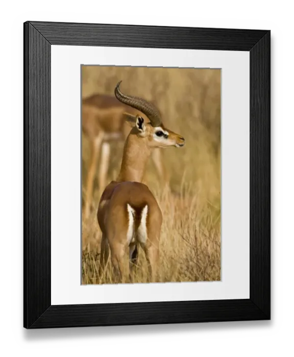 Framed Print : Africa, Kenya Framed Print : Africa, Kenya