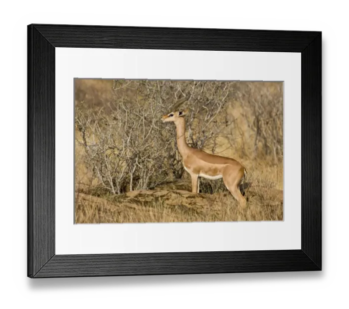 Framed Print : Africa, Kenya Framed Print : Africa, Kenya