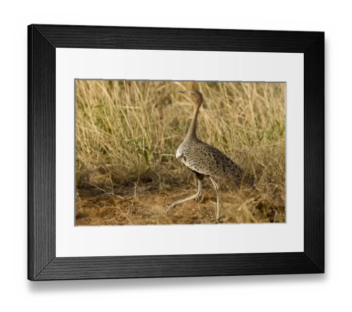 Framed Print : Africa, Kenya Framed Print : Africa, Kenya