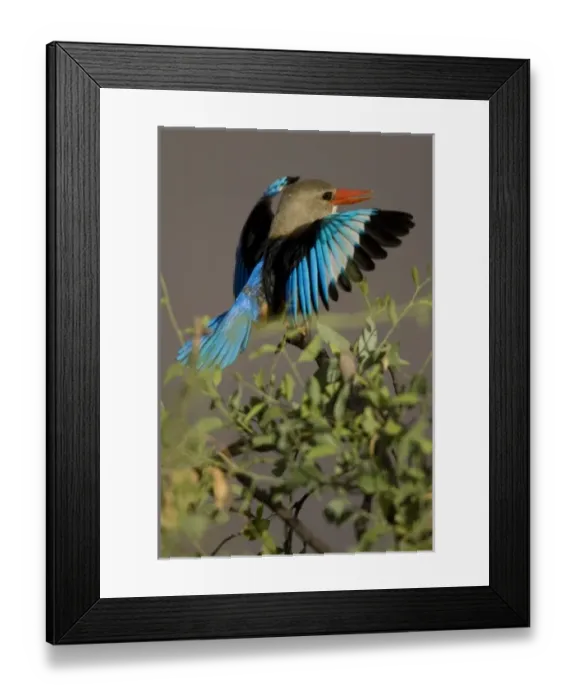 Framed Print : Africa, Kenya Framed Print : Africa, Kenya
