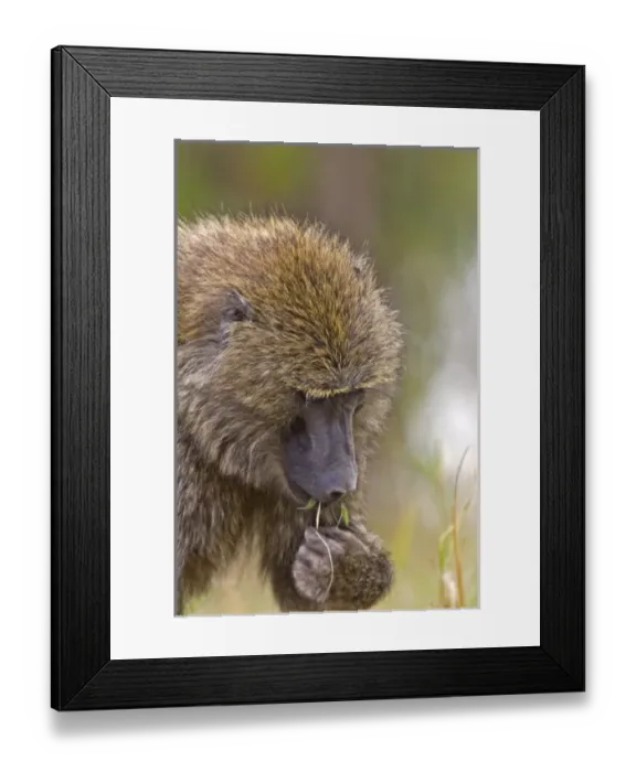 Framed Print : Africa, Kenya