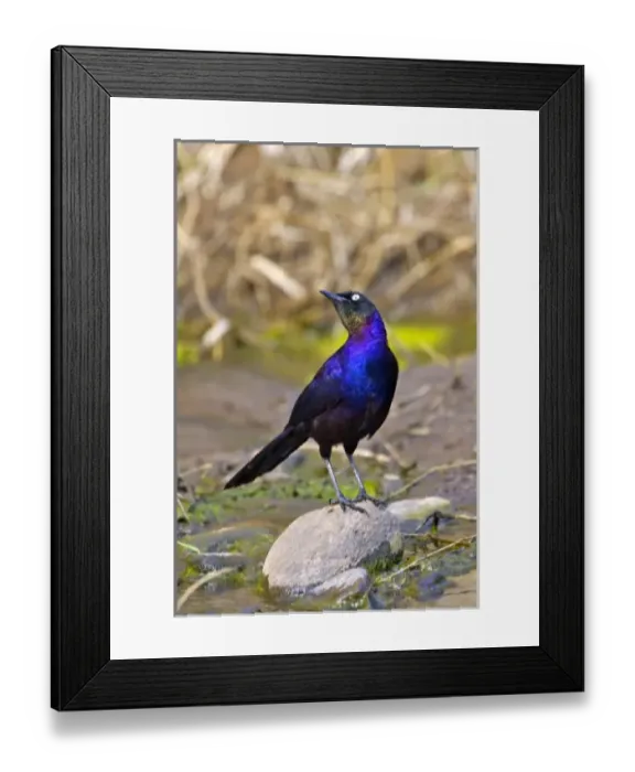 Framed Print : Africa, Kenya Framed Print : Africa, Kenya
