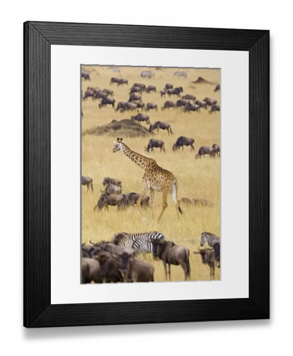 Framed Print : Africa, Kenya Framed Print : Africa, Kenya