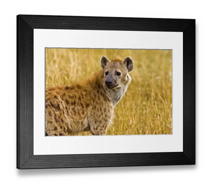 Framed Print : Africa, Kenya Framed Print : Africa, Kenya