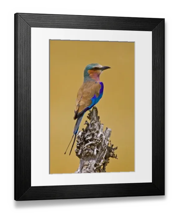 Framed Print : Africa, Kenya